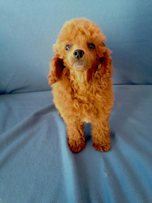 Purebred toy poodle Female