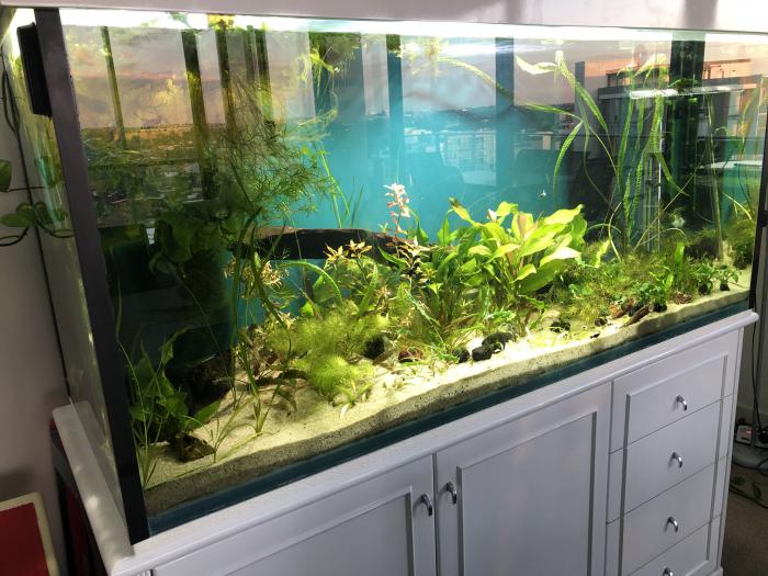 5ft aquarium setup
