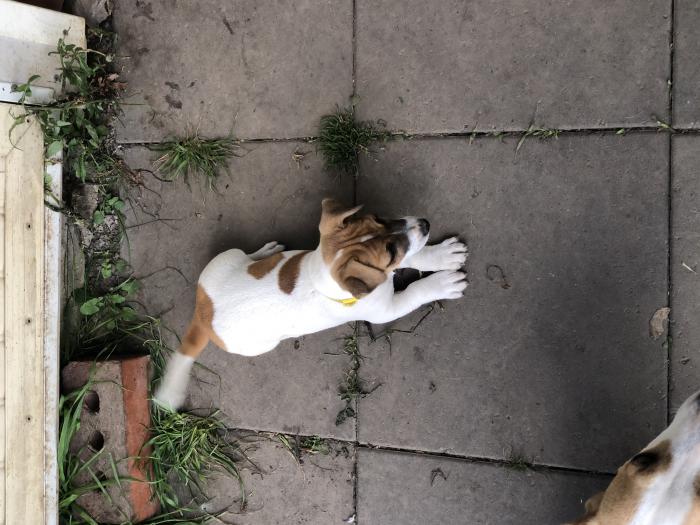 Female jack Russell pup for sale