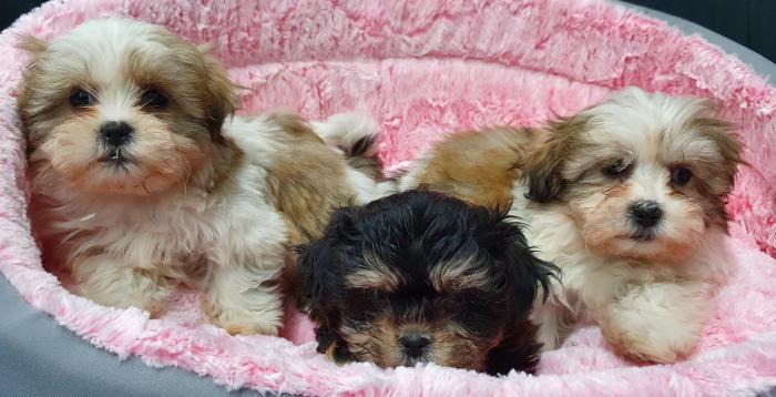 Fluffy Non Shedding Small Breed Puppies
