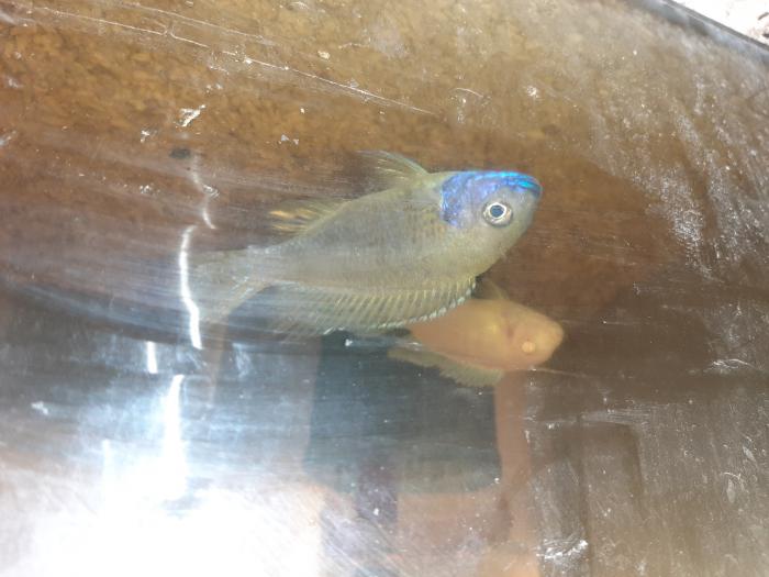 Display male African cichlids
