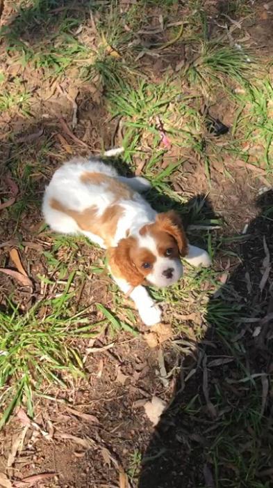 ENDEARING King Charles Cavalier Puppy $3900
