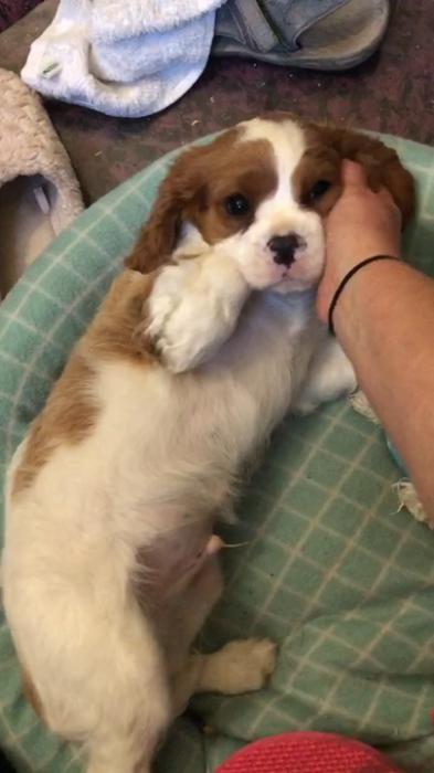ENDEARING King Charles Cavalier Puppy $3900