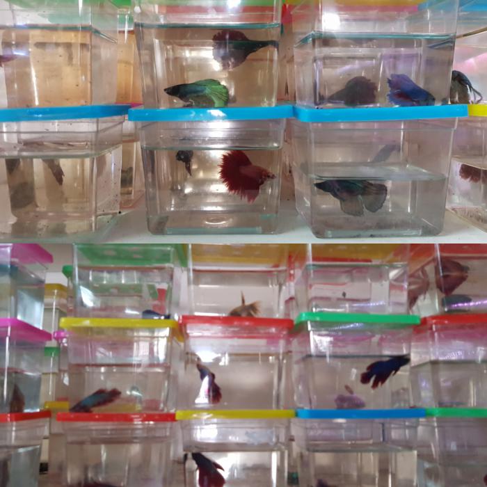 Assorted male & female fighting fish !