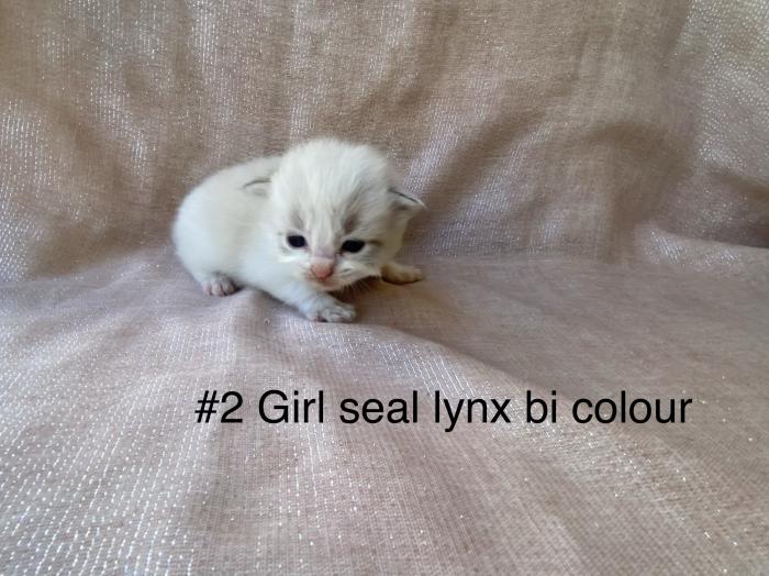 Purebred Ragdoll kittens mink and traditional colours