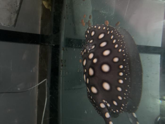 BDXLEO MALE SWAP FOR EXOTIC PLECO OR SELL 