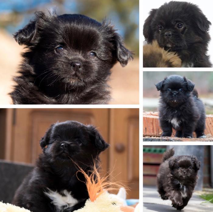 ADORABLE Tibetan Spaniel Boy Puppy $4200 DISCOUNTED!