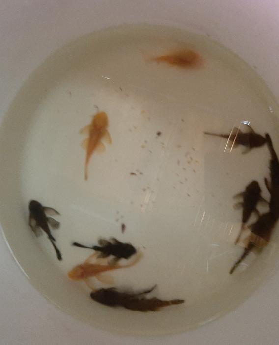 African Cichlids  available size 5cm  to 10cm /$5ea