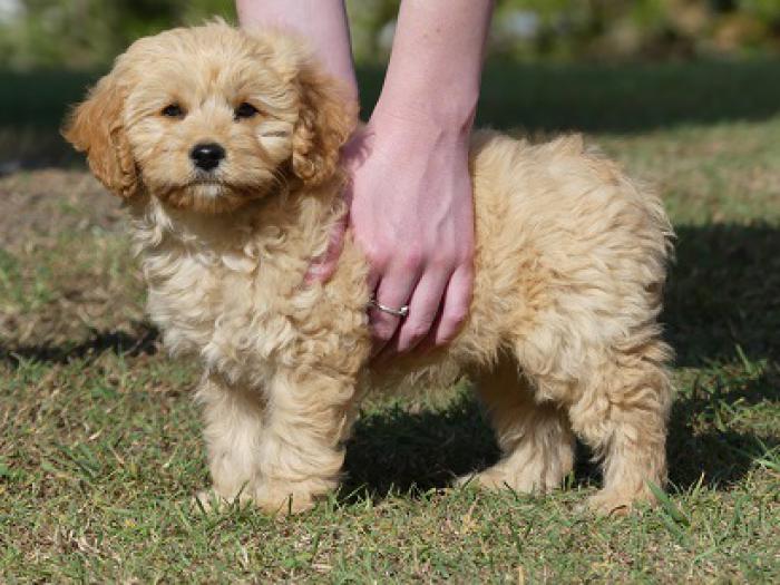 Cavoodles Miniature Gold READY NOW parents DNA tested