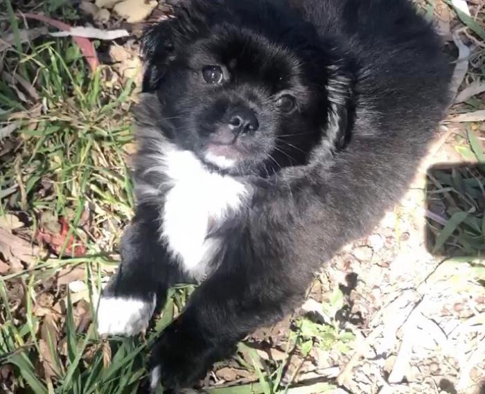 Tibetan Spaniel Puppy $4000 ONLY