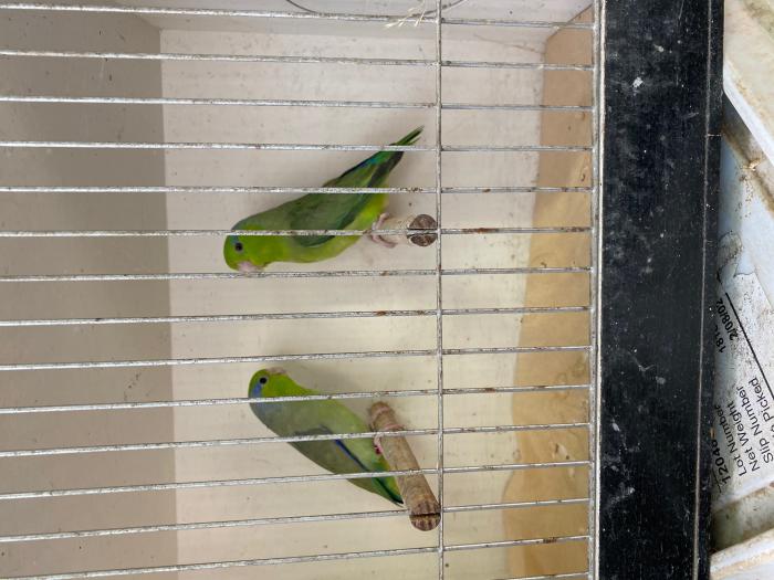PARROTLET BREEDING PAIRS - COMPLETE SELLOUT