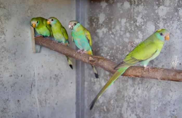 2020 Hooded Parrots Split Pied and Normal Cocks
