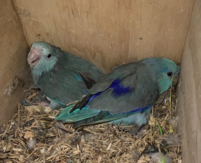Parrotlets-breeding pairs