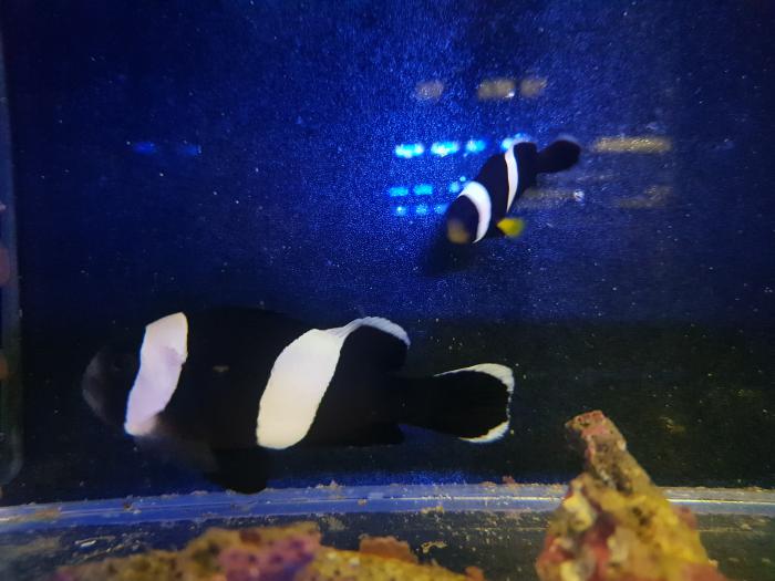 Sebae Clownfish Pair for Sale @ Sydney City Aquarium