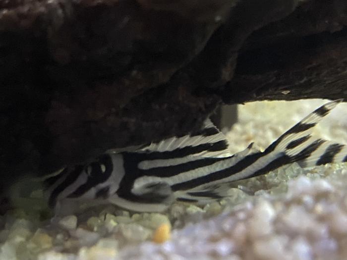 L046 Zebra Plecos