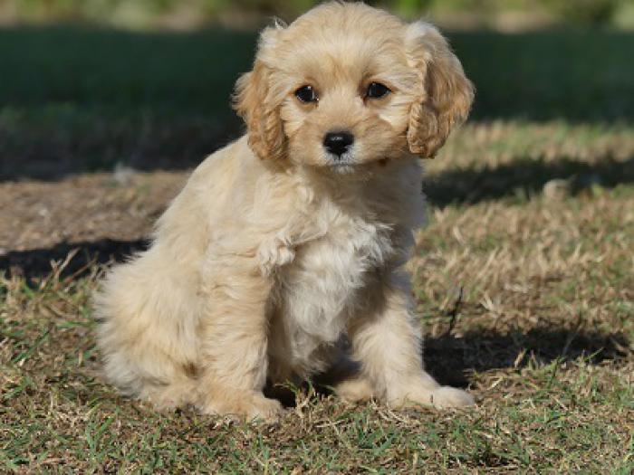 Cavoodle Mini - adorable living Teddy Bear male DNA TESTED