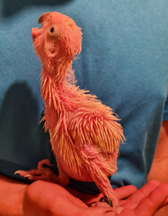 Baby cockatoos 
