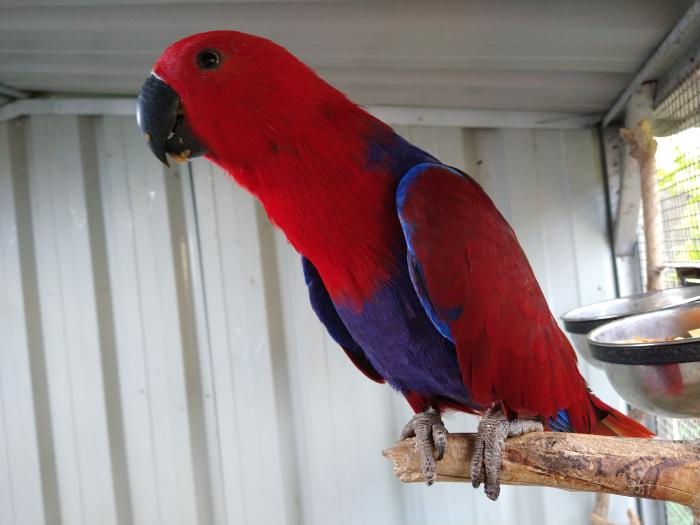 Eclectus Females - 2 Avail.
