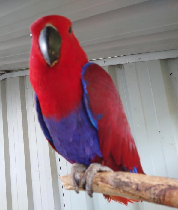 Eclectus Females - 2 Avail.