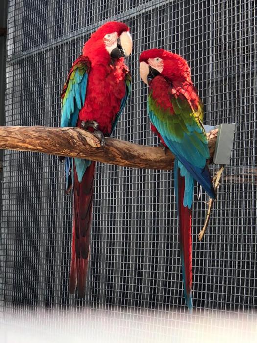 Mature pair of Green Winged Macaws