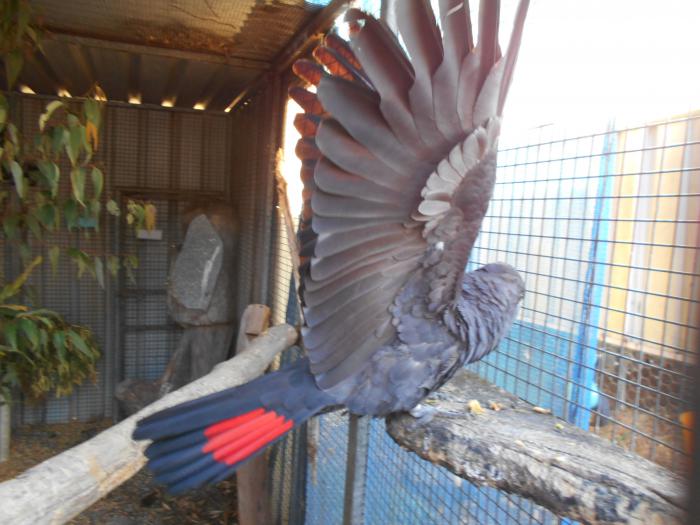 BREEDING MALE RED TAILED BLACK COCKATOO 