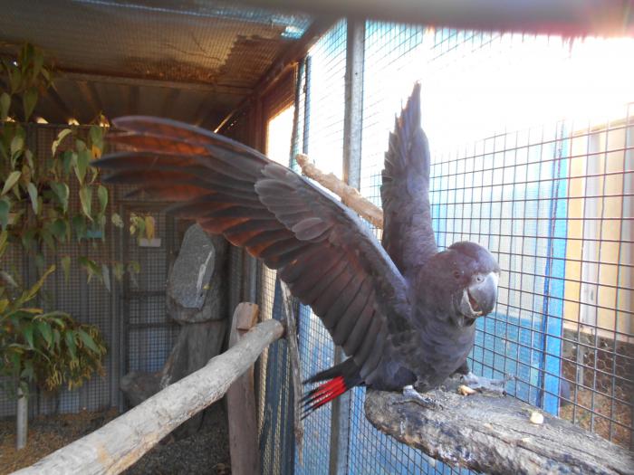 BREEDING MALE RED TAILED BLACK COCKATOO 