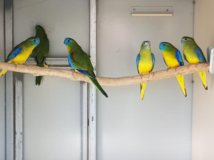 Turquoise Parrots 
