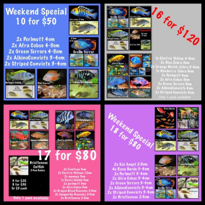 Fish packs 4 to choose from starting from $30