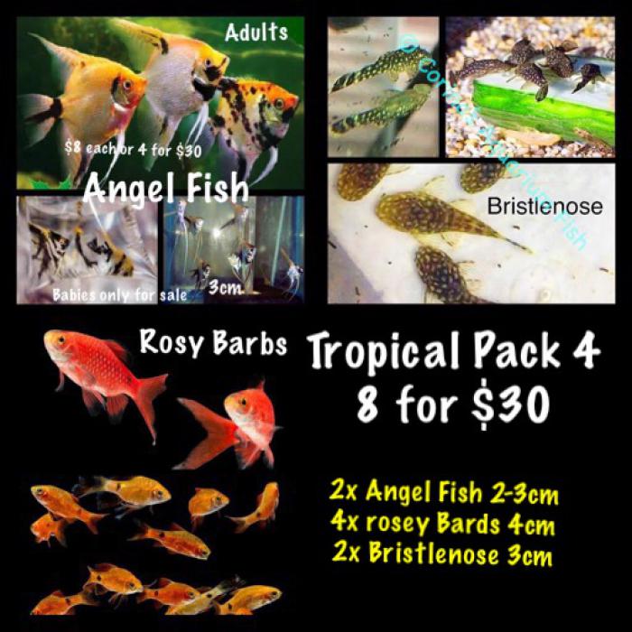Fish packs 4 to choose from starting from $30