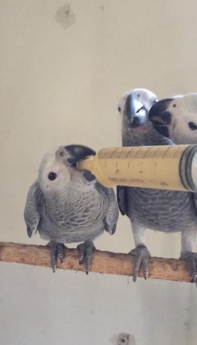 Handraised Baby Congo African Greys READY IN 2 WEEKS