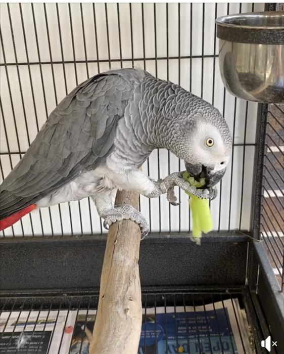 African Grey - Male - 10 years old - Bred before 