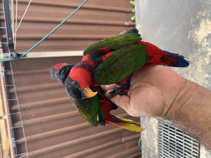 Male & Female Baby Blue Breasted Black Capped Lory  -