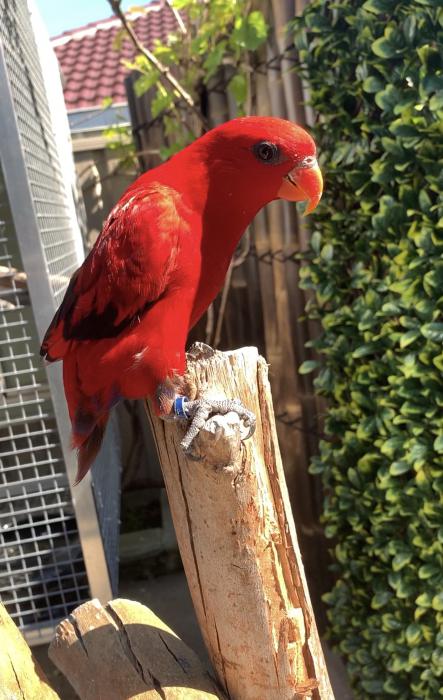 Red Moluccan Lory   - Male - DNA sex certificate available  