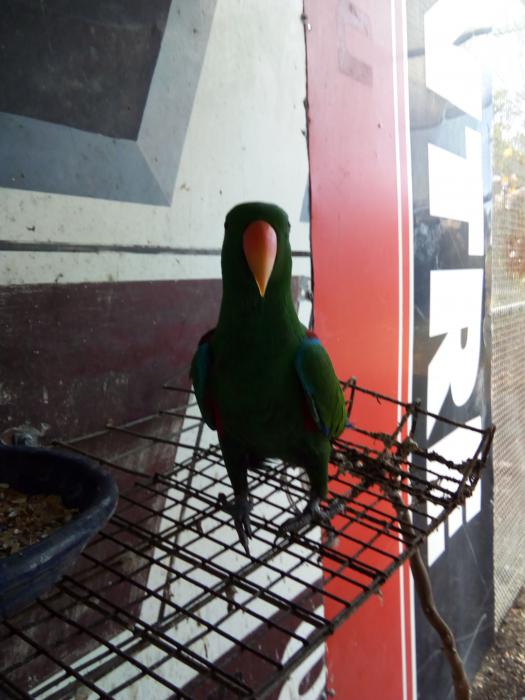 For sale proven breeding pair of Red Sided Eclectus