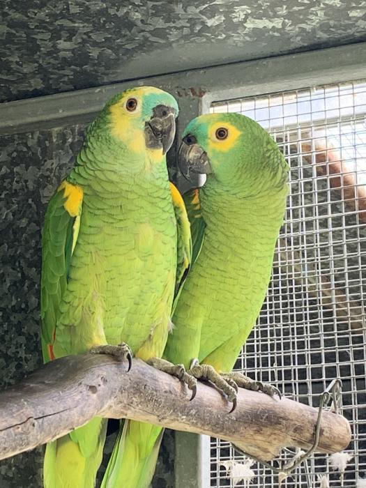 BLUE FRONTED AMAZONS  READY TO BREED 
