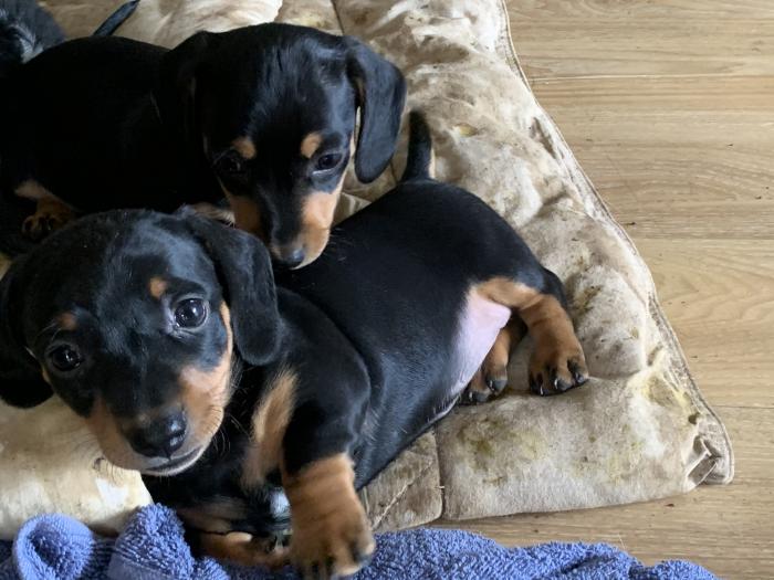 Mini dachshund female puppy Dogs for Sale & Free to a