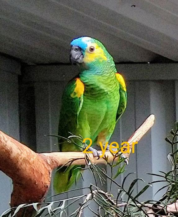 Blue fronted Amazon hens- Yellow wings