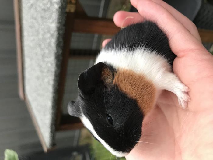 Baby guinea pigs for sale available October 24th