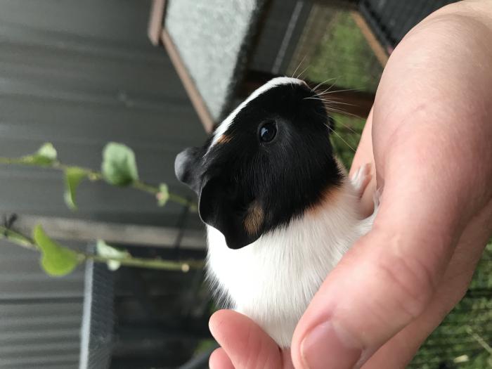 Baby guinea pigs for sale available October 24th