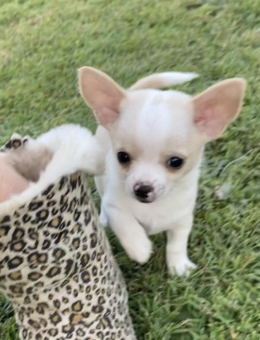 Chihuahua Puppies 2500 each Dogs for Sale & Free to a