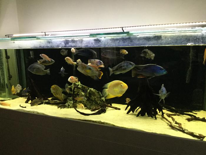 6FT tank / Stand / Fish & accessories for sale