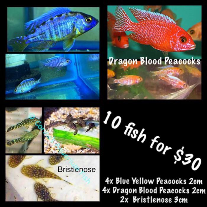 10 fish for $30