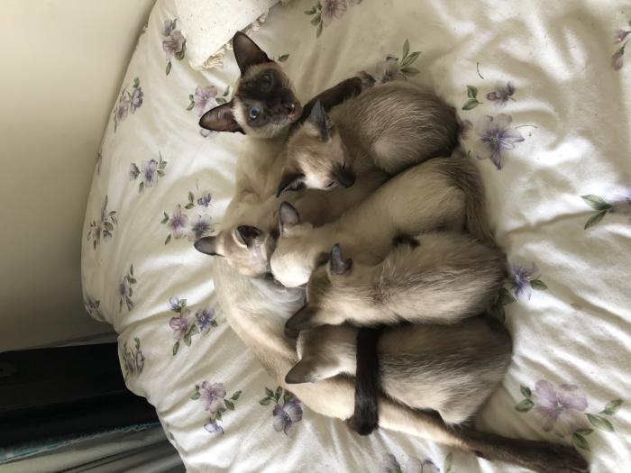 Siamese kittens $1000 each