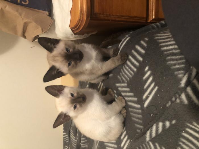 Siamese kittens $1000 each