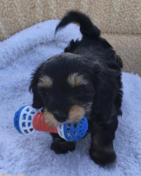 Mini Dachshund X Maltese puppies $ 3500 each