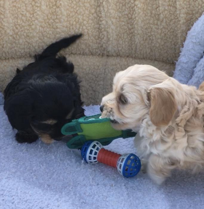 Mini Dachshund X Maltese puppies $ 3500 each