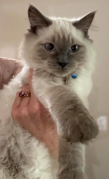 Blue Point Purebred Male Kitten -4 months old