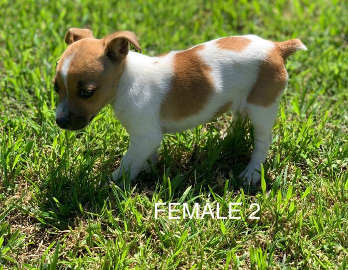 JACK RUSSELL  X FOXY PUPS
