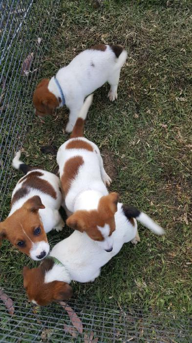 Pure Bred Jack Russell pups