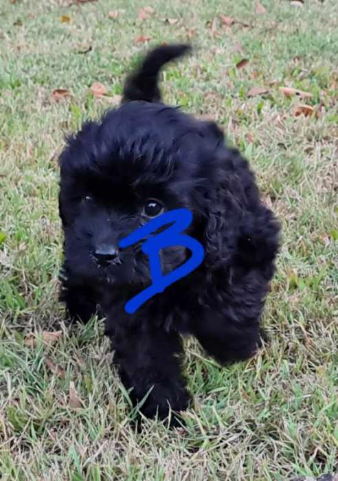 1st Gen.    TOY Cavoodles from $5000 4 remaining